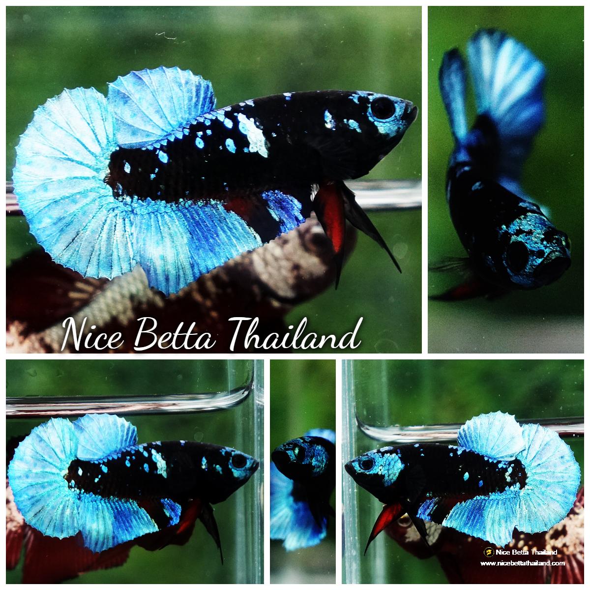 Betta fish Helmet Blue Black Star Avatar HMPK