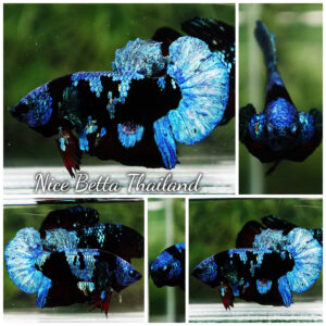 Betta fish Avatar Blue Black Star HMPK