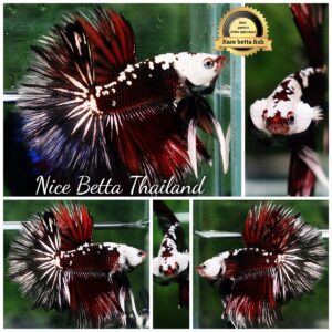 Betta fish Rare Vampire Shadow Black Samurai Helmet Rosetail OHM