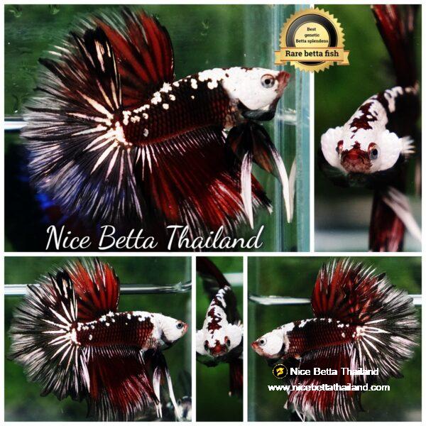 Betta fish Rare Vampire Shadow Black Samurai Helmet Rosetail OHM
