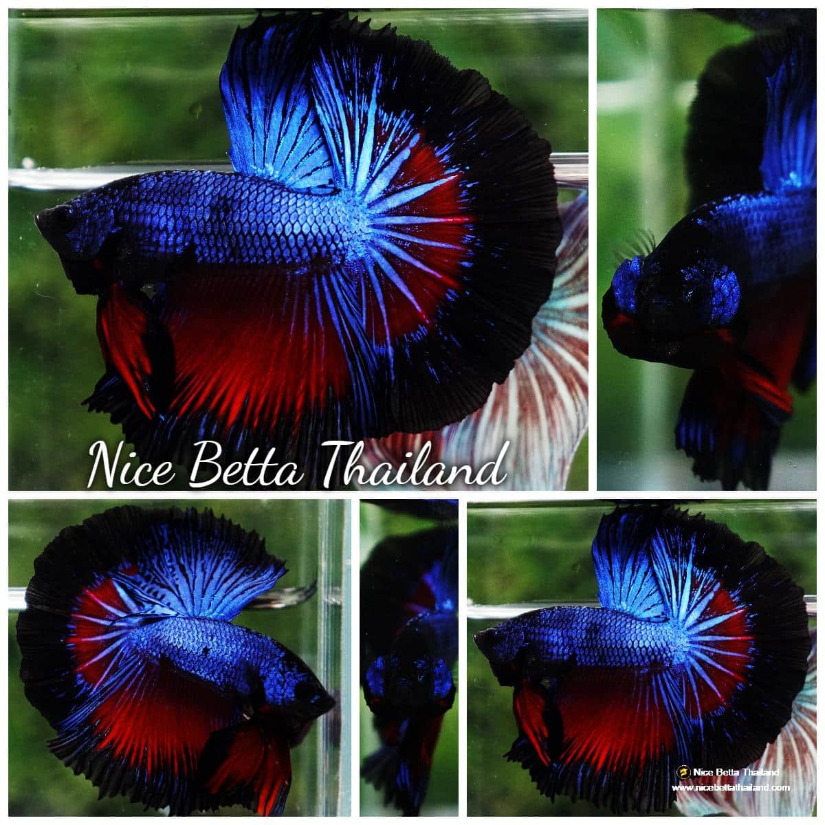 Betta fish Blue Dragon Black Ring HM
