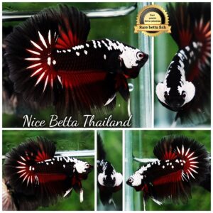 Betta fish Rare Vampire Shadow Black Samurai Butterfly OHM