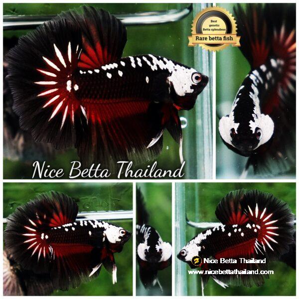 Betta fish Rare Vampire Shadow Black Samurai Butterfly OHM