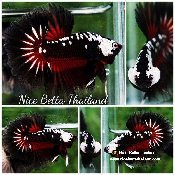 Betta fish Rare Vampire Shadow Black Samurai Butterfly OHM