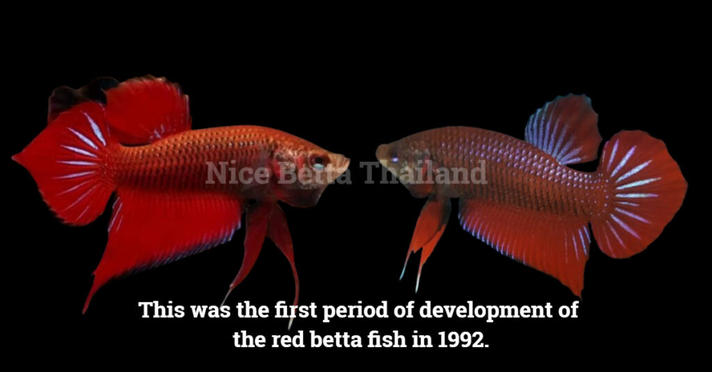 the first period of development of the red betta fish in 1992.