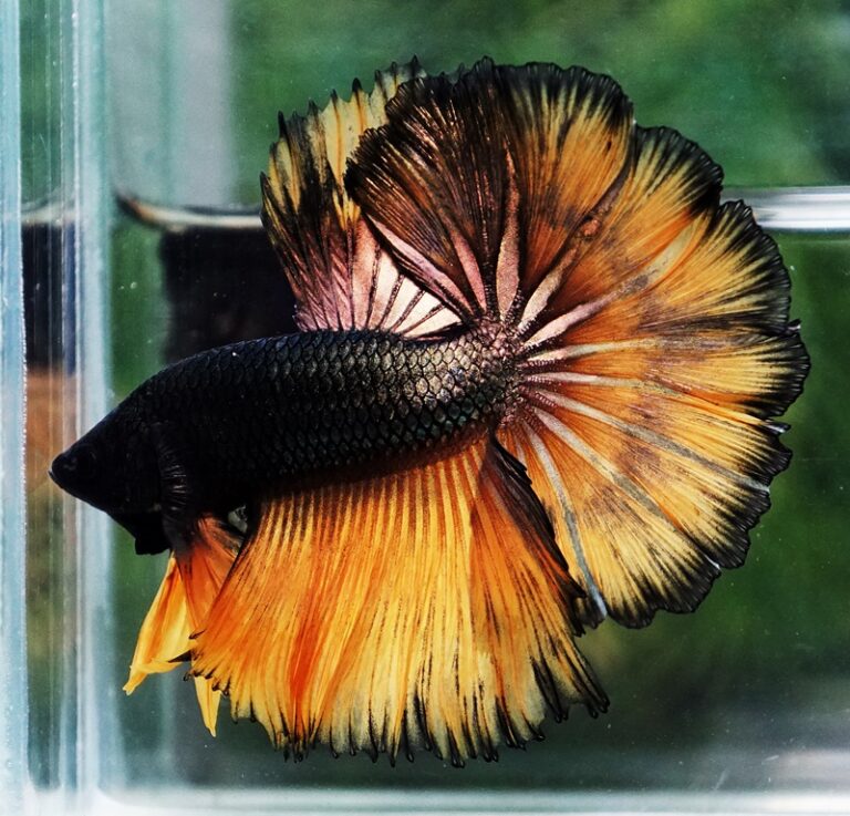 Betta fish Copper Mustard Gas Hawk Rosetail OHM - nicebettathailand.com