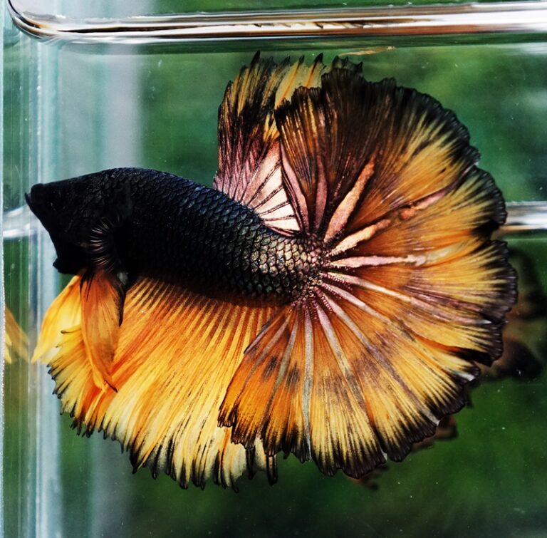 Betta fish Copper Mustard Gas Hawk Rosetail OHM