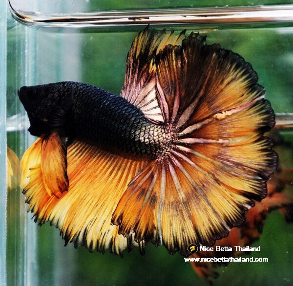 Betta fish Copper Mustard Gas Hawk Rosetail OHM - Image 6