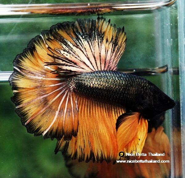 Betta fish Copper Mustard Gas Hawk Rosetail OHM - Image 5