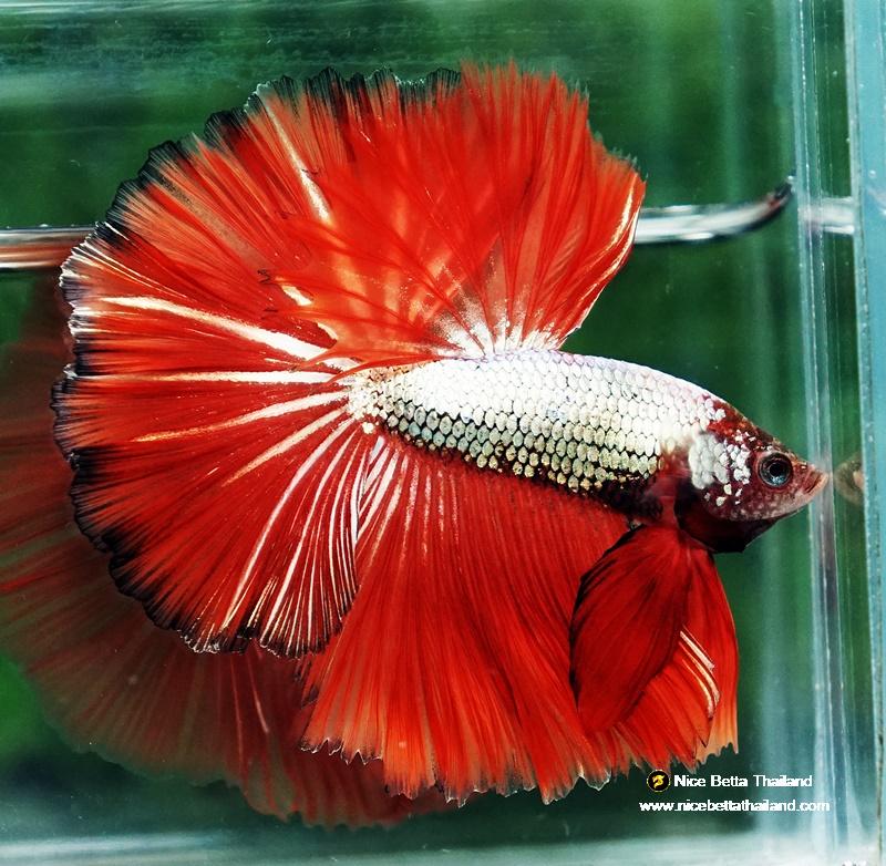 Beta Fish Silver Betta fish Silver On Fire Dragon Sky Hawk OHM - nicebettathailand.com