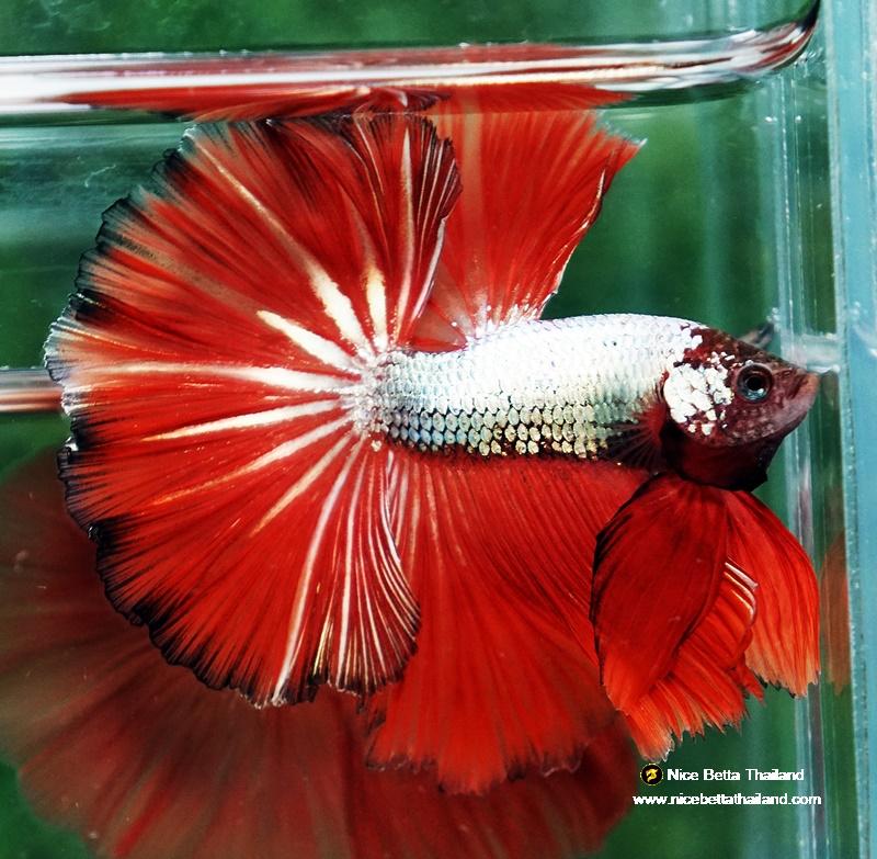 Beta Fish Silver Betta fish Silver On Fire Dragon Sky Hawk OHM - nicebettathailand.com