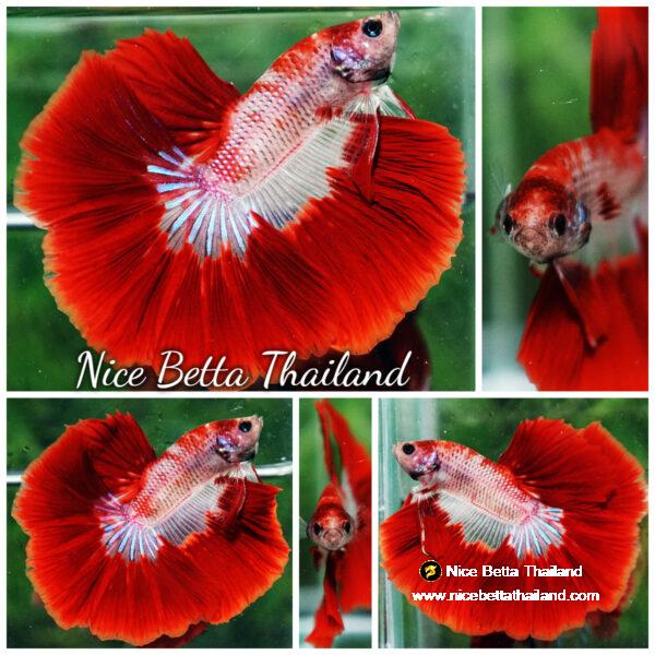 Betta fish Red Bloodworm Caraxes HM