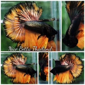 Betta fish Copper Mustard Gas Hawk Rosetail OHM