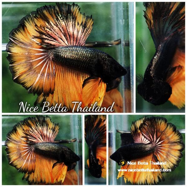 Betta fish Copper Mustard Gas Hawk Rosetail OHM