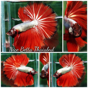 Betta fish Silver On Fire Dragon Sky Hawk OHM