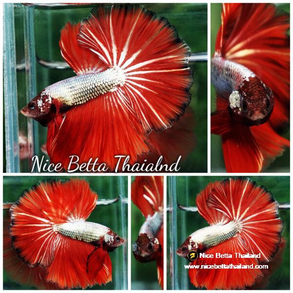 Betta fish Silver On Fire Dragon Sky Hawk OHM