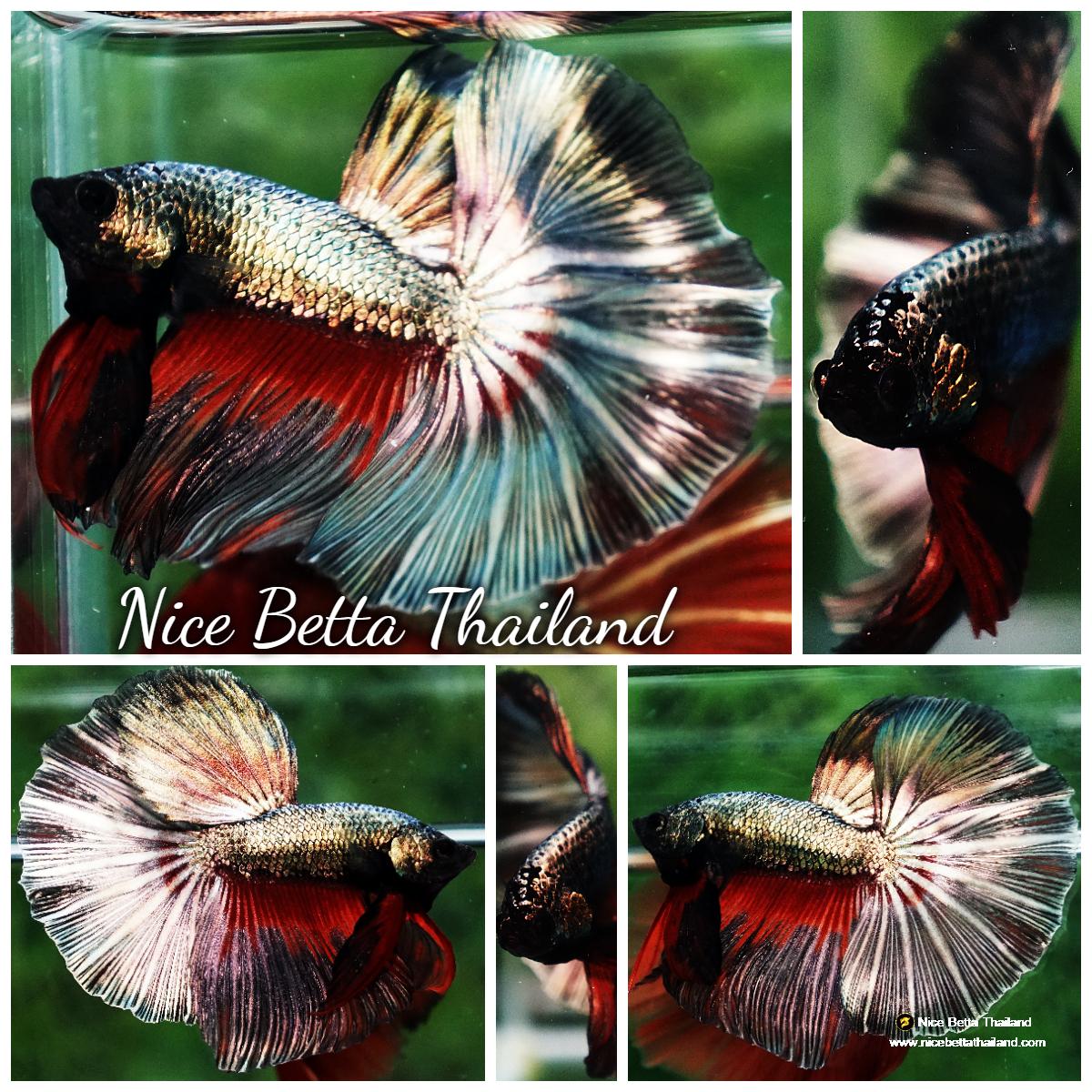 Betta fish Copper Evil Red OHM