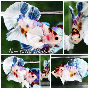 Betta fish Dumbo White Rainbow Fancy HMPK