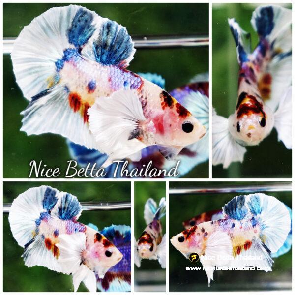 Betta fish Dumbo White Rainbow Fancy HMPK