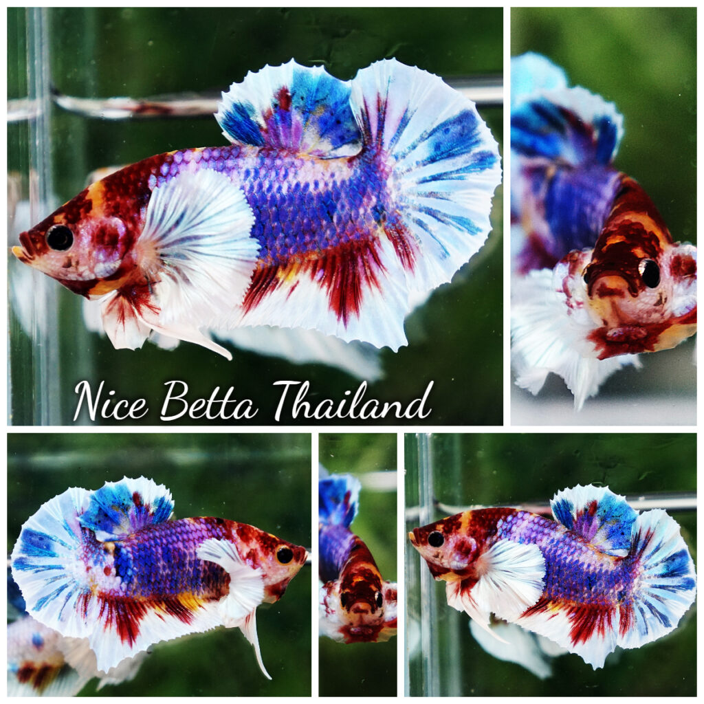 Betta fish care infographic - nicebettathailand.com