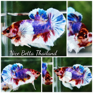 Betta fish Dumbo Multicolor Emerald Candy HMPK