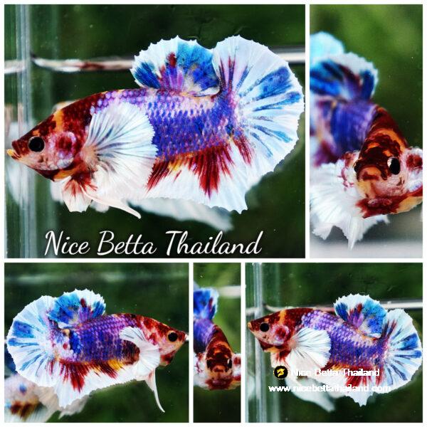 Betta fish Dumbo Multicolor Emerald Candy HMPK