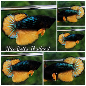 Betta fish Female Blue Mustard Gas HM