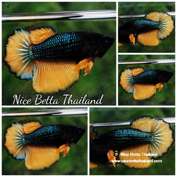 Betta fish Female Blue Mustard Gas HM