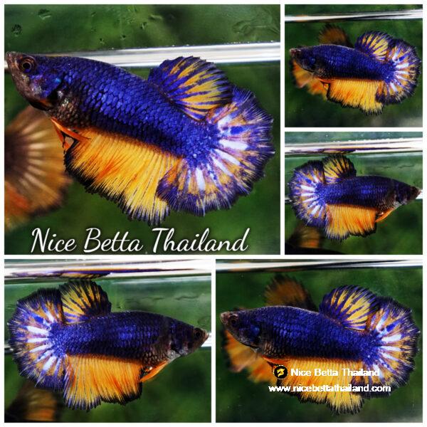 Betta fish Female Blue Dragon Mustard Gas Black Ring HM