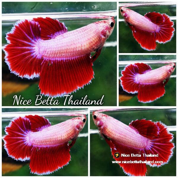 Betta fish Female Pink Tulips HM