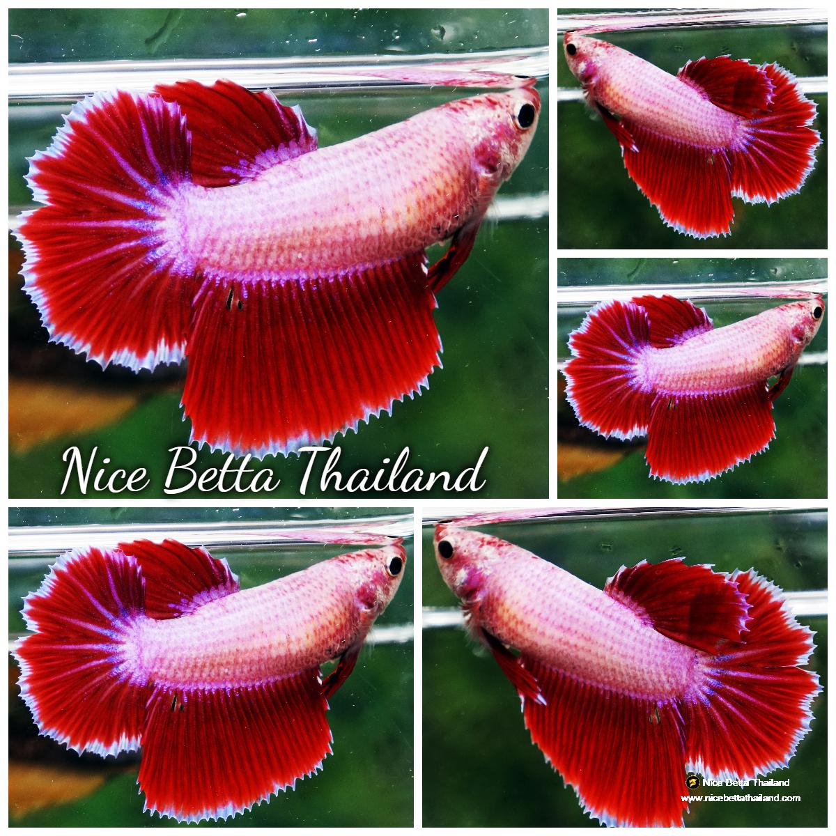 Betta fish Female Pink Tulips HM