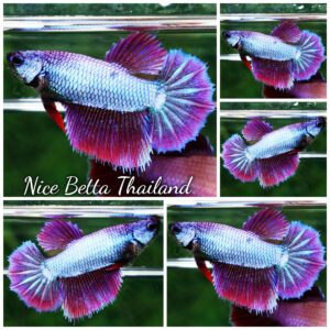 Betta fish Queen Puple Royal Lavender HM