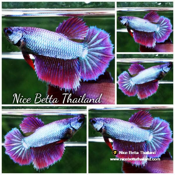 Betta fish Queen Puple Royal Lavender HM