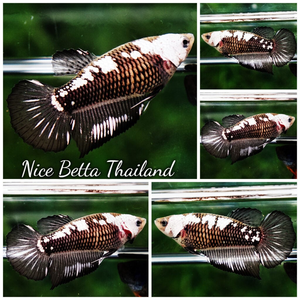 Samurai betta fish for Sale - nicebettathailand.com