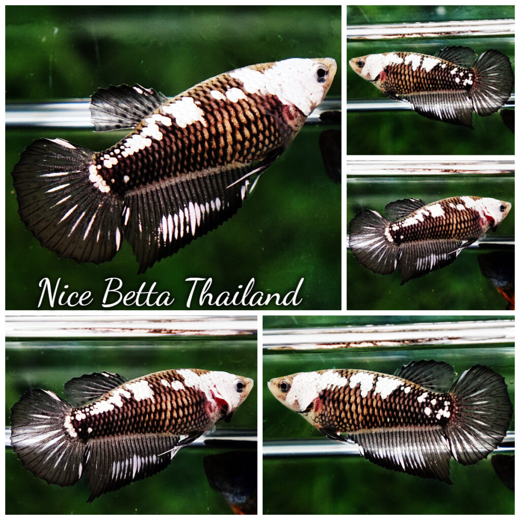 Samurai betta fish for Sale - nicebettathailand.com