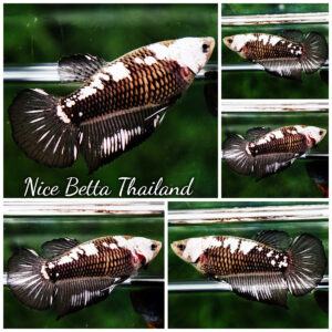 Betta fish Female Shadow Black Samurai HM
