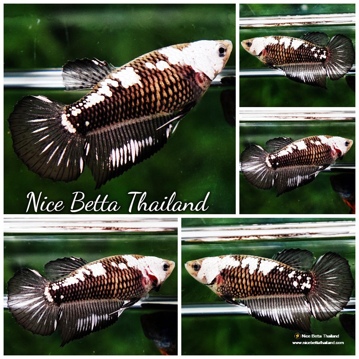 Samural Fish Betta fish Female Shadow Black Samurai HM - nicebettathailand.com
