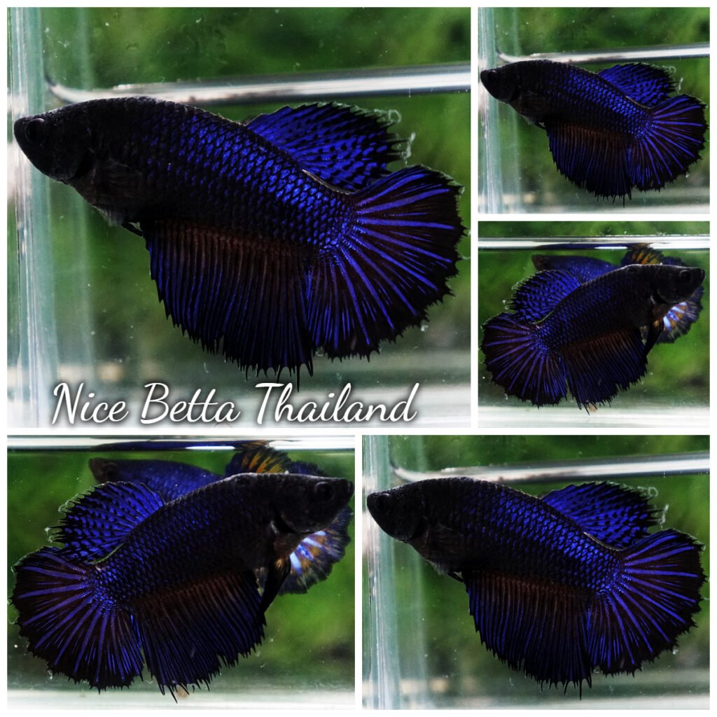 Betta fish Female Blue Black Peacock HM