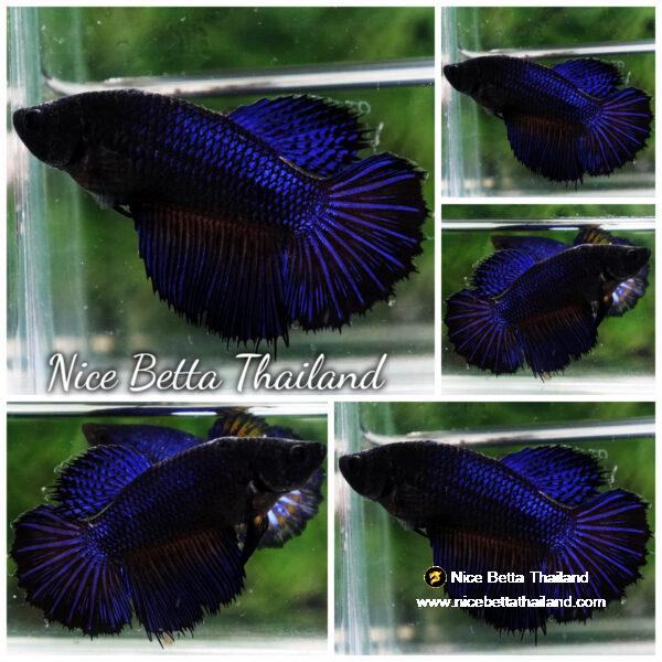 Betta fish Female HM Blue Black Peacock HM