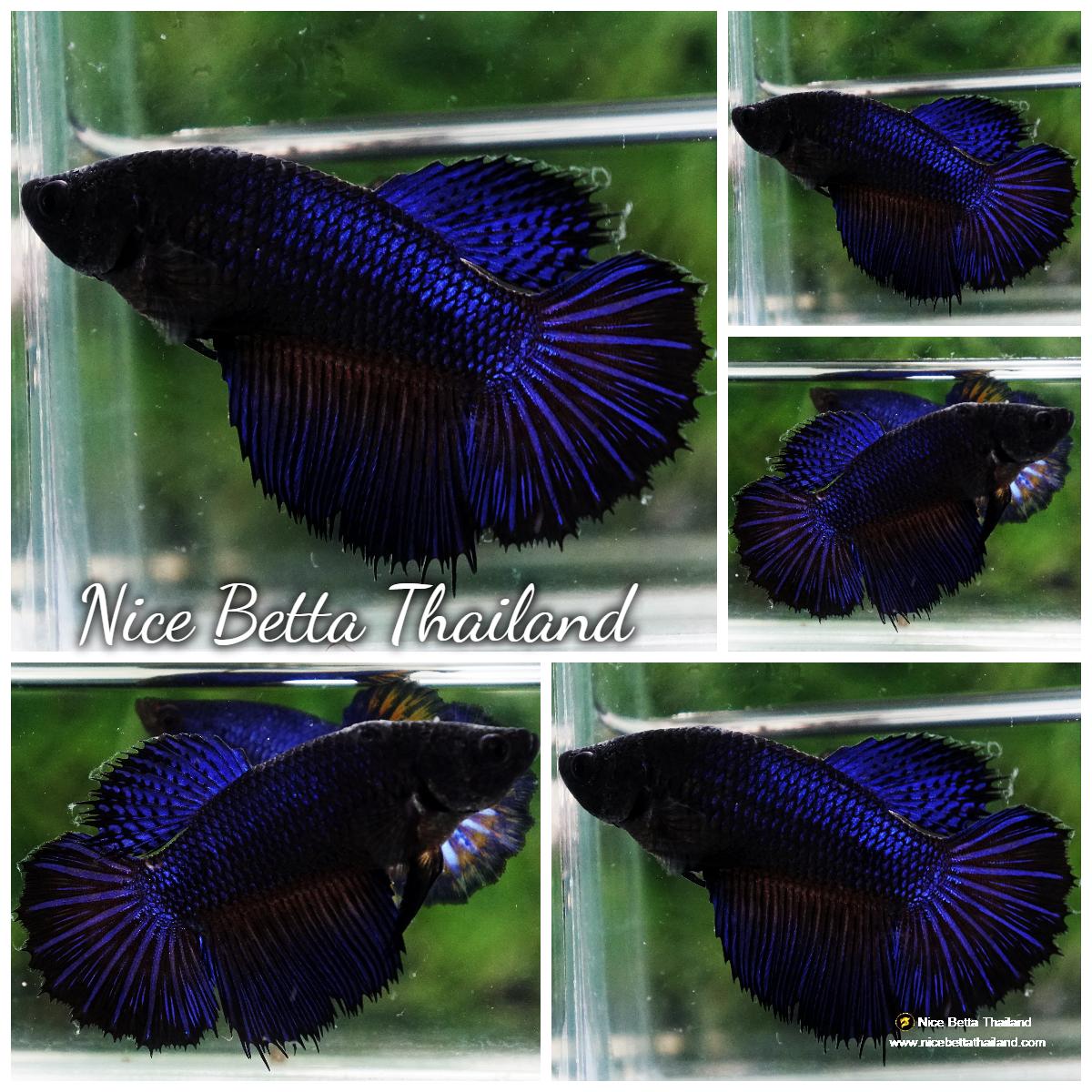 Betta fish Female Blue Black Peacock HM