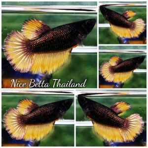 Betta fish Female Copper Yellow Mustard HM