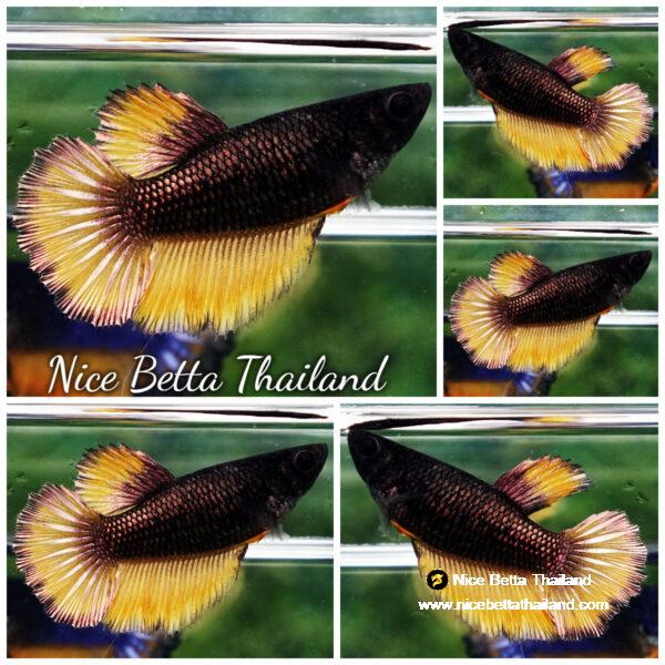 Betta fish Female Copper Yellow Mustard HM