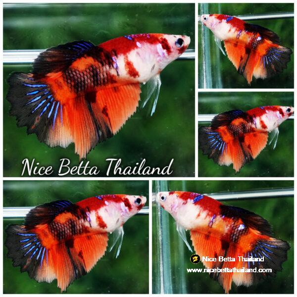 Betta fish Female Koi Nemo Classic HM