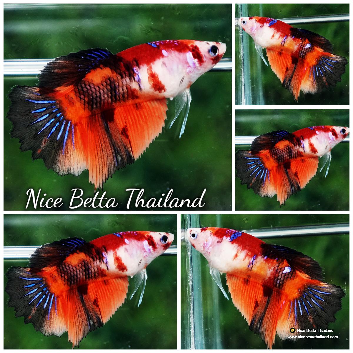 Betta fish Female Koi Nemo Classic HM - nicebettathailand.com