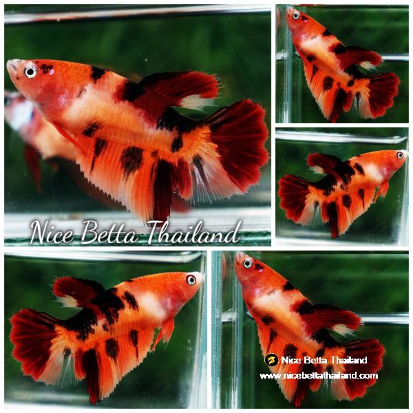 Betta fish Female Nemo Tiger HM