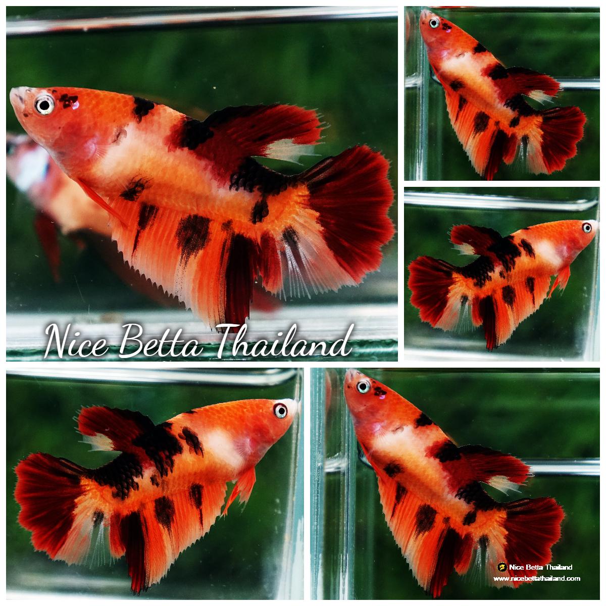 Betta fish Female Nemo Tiger HM