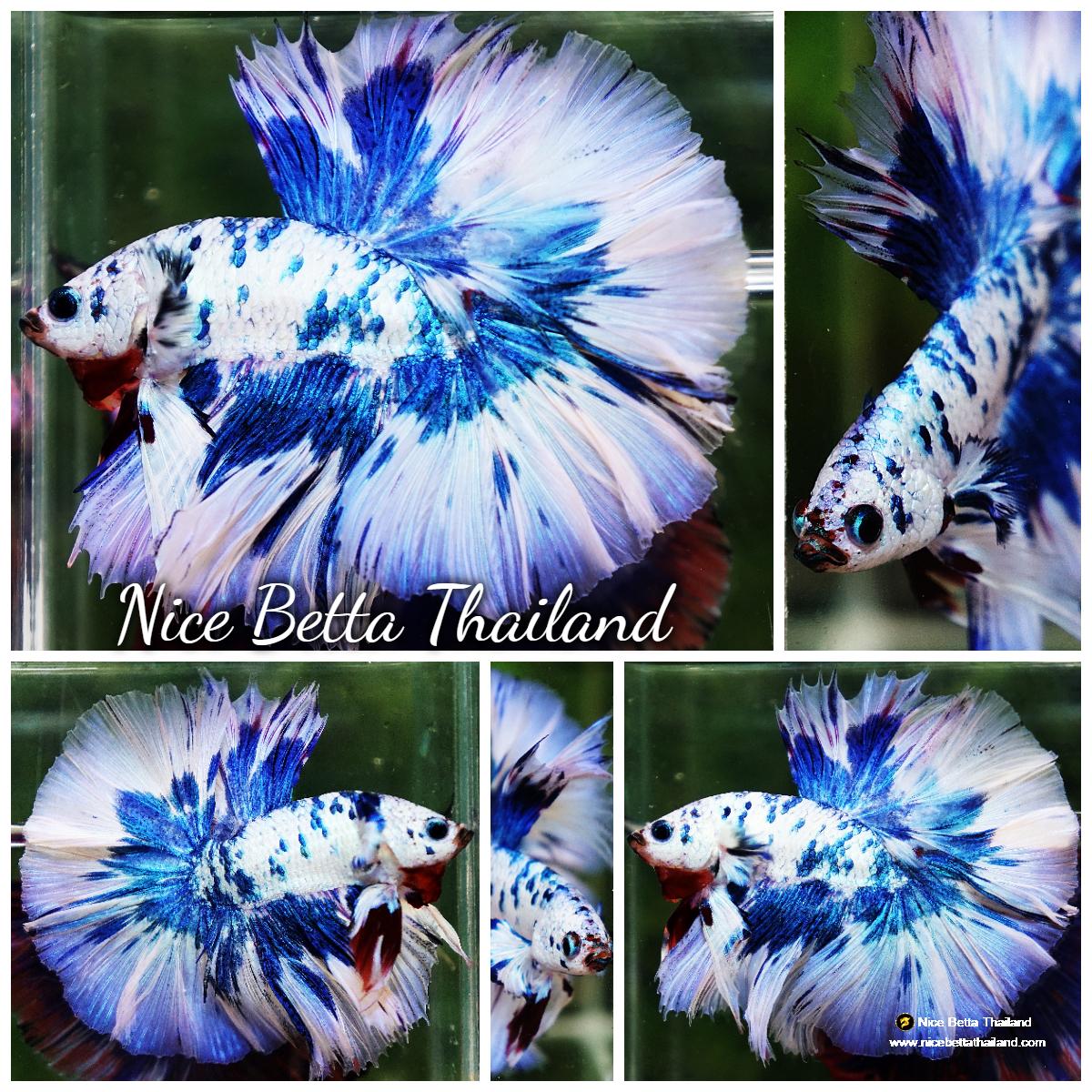 Betta fish Prince of The Frozen Blue Sky Hawk OHM