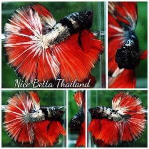 Betta fish Hell Caraxes Copper Warrior OHM