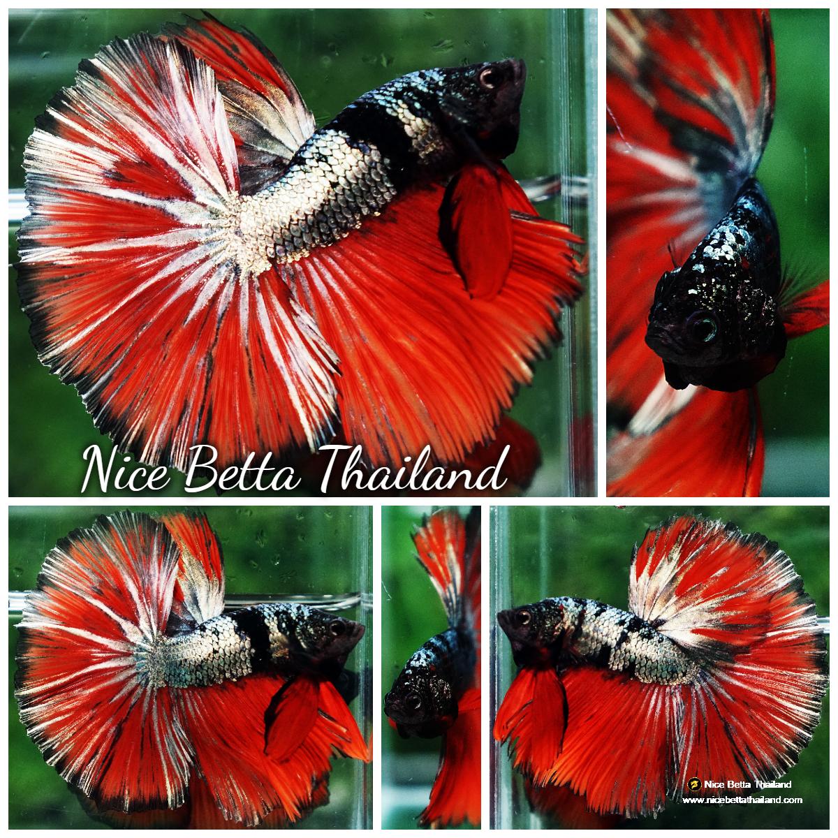 Betta fish Hell Caraxes Copper Warrior OHM