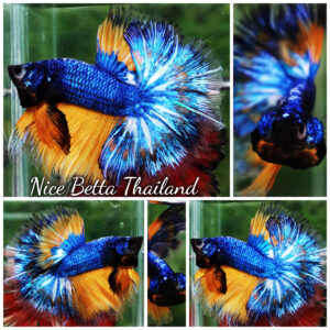 Betta fish Blue Dragom Mustard Gas Hawk OHM